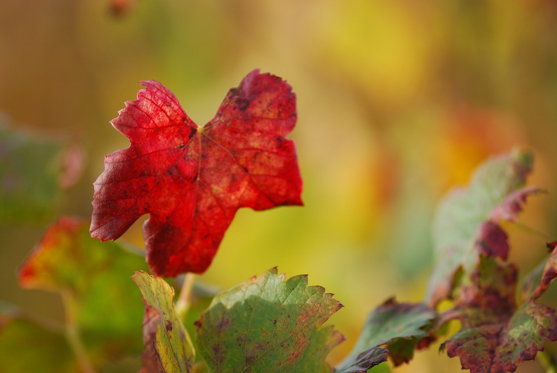 Feuille de vigne rouge à contre-jour