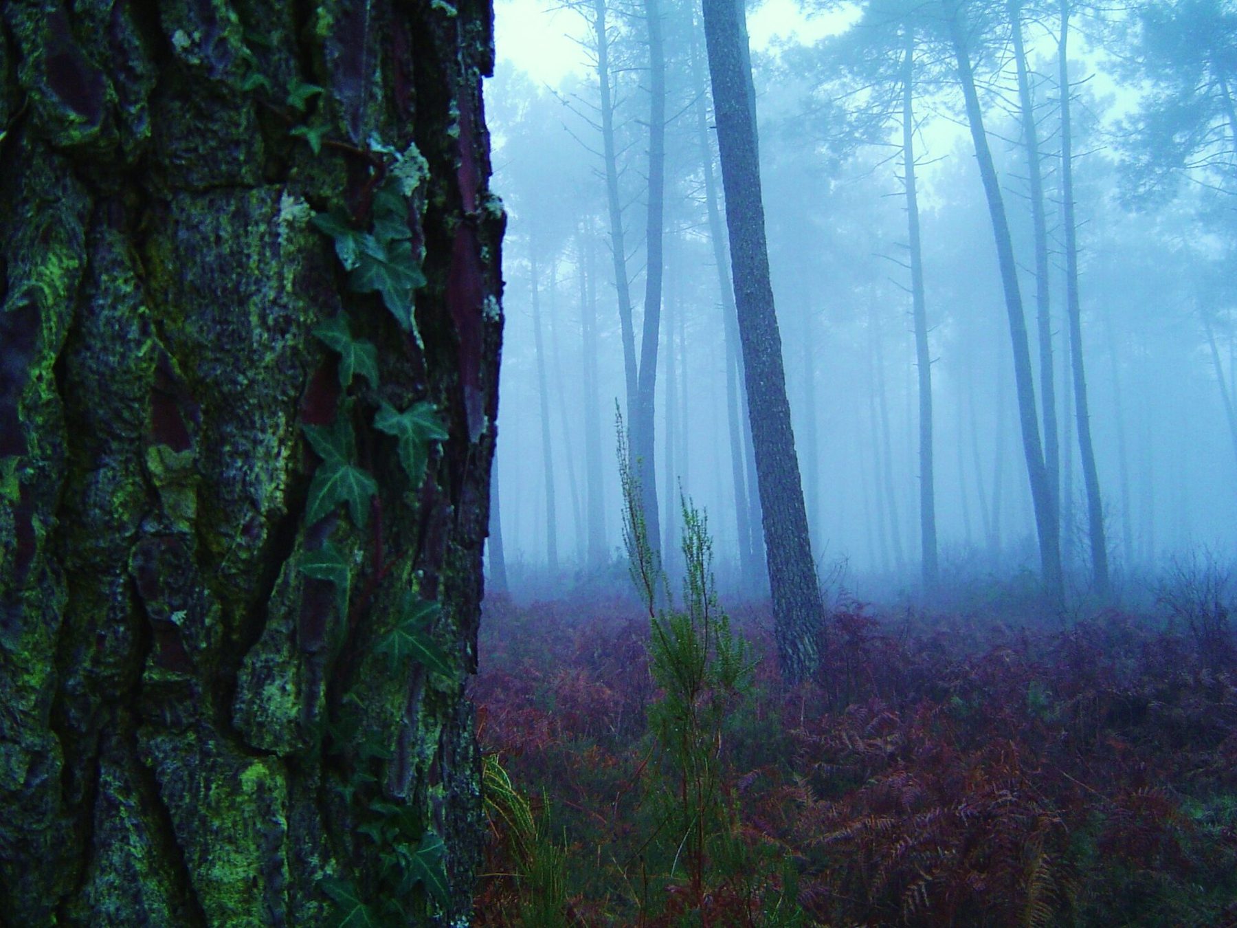 Brume du matin dans une forêt de pins