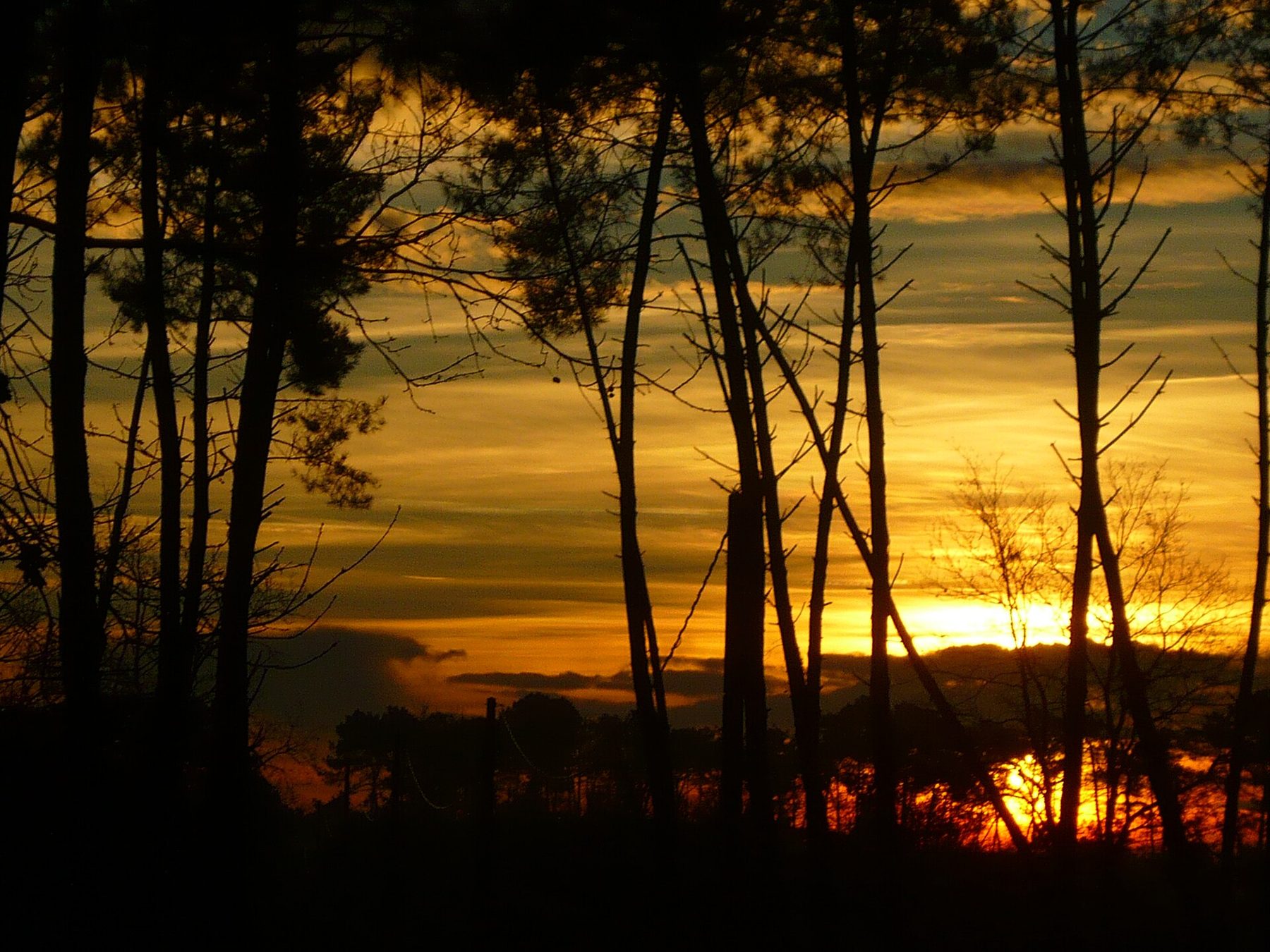Pins à contre-jour au coucher du soleil