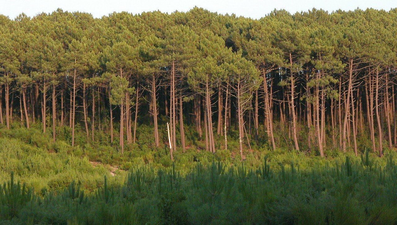 Lisière de pins et sous-bois vert