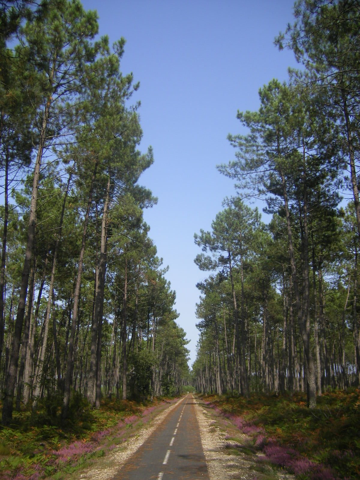 Piste rectiligne à travers la forêt de pins