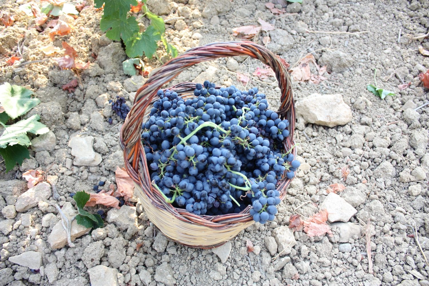 Panier de raisins fraîchement vendangés
