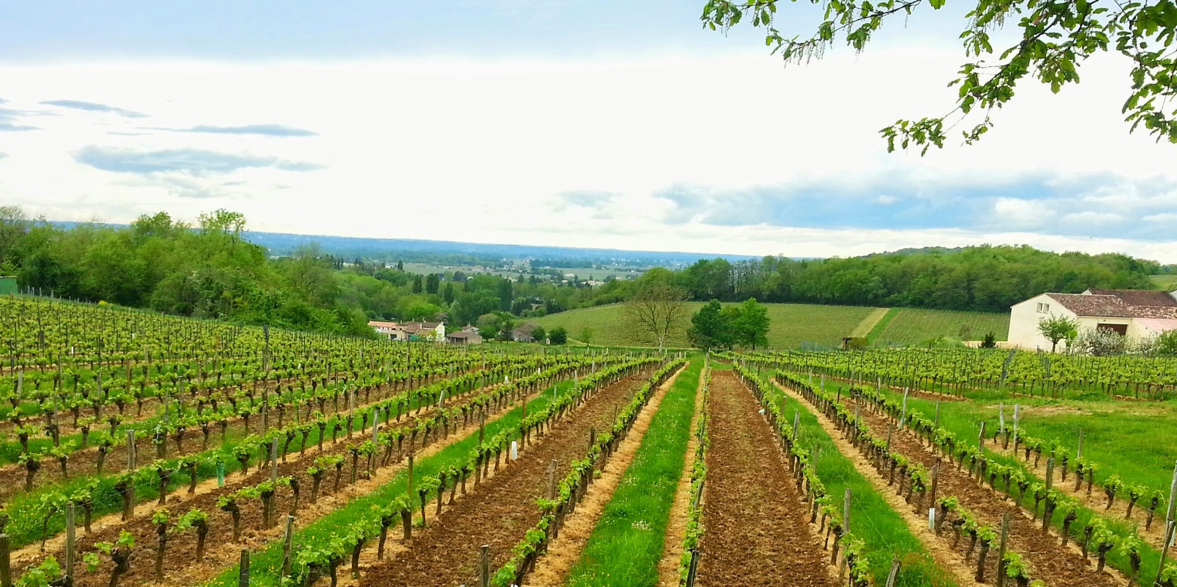 Rangs de vigne sous un ciel d'été