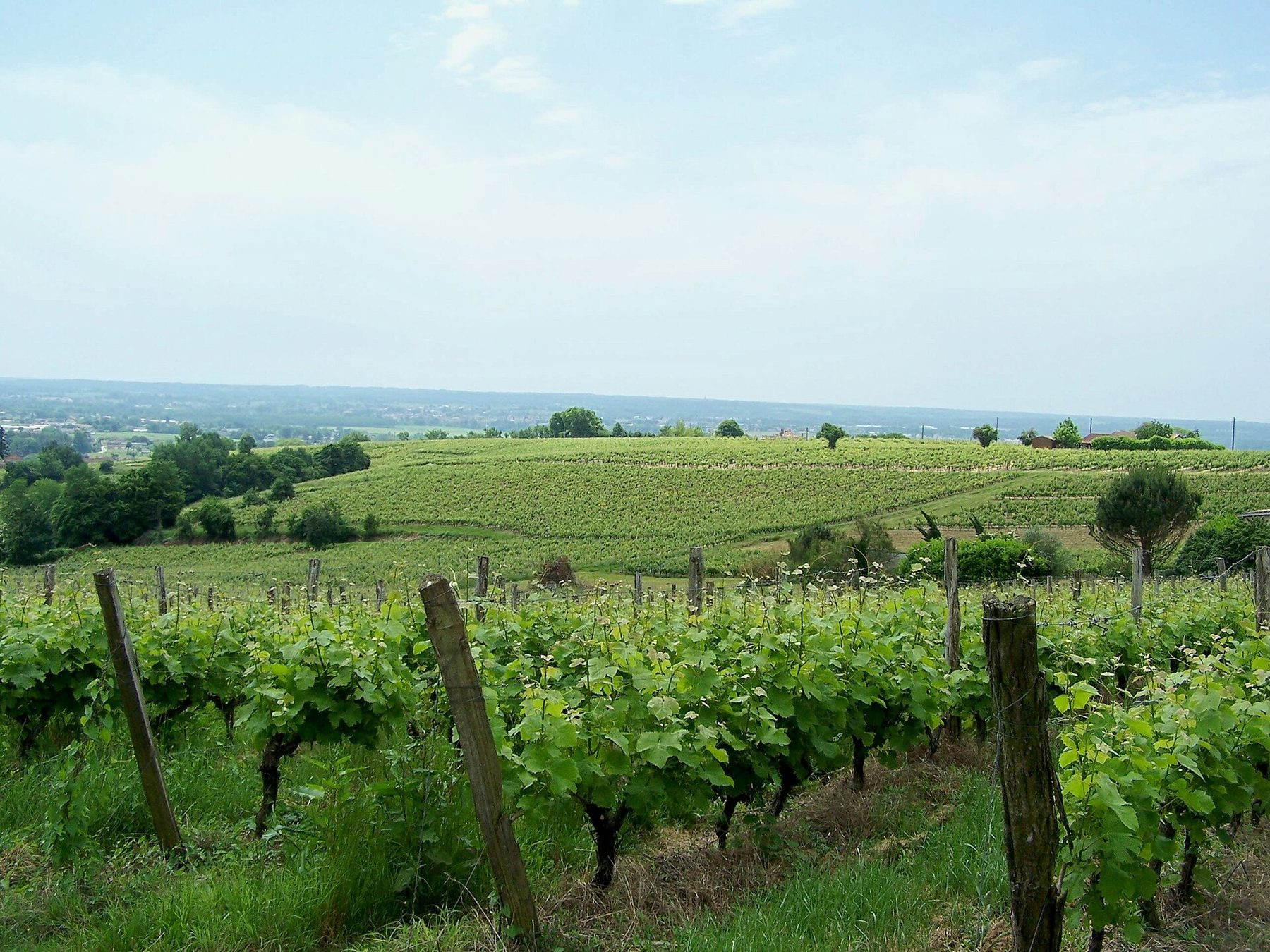 Vignes vertes en léger coteau